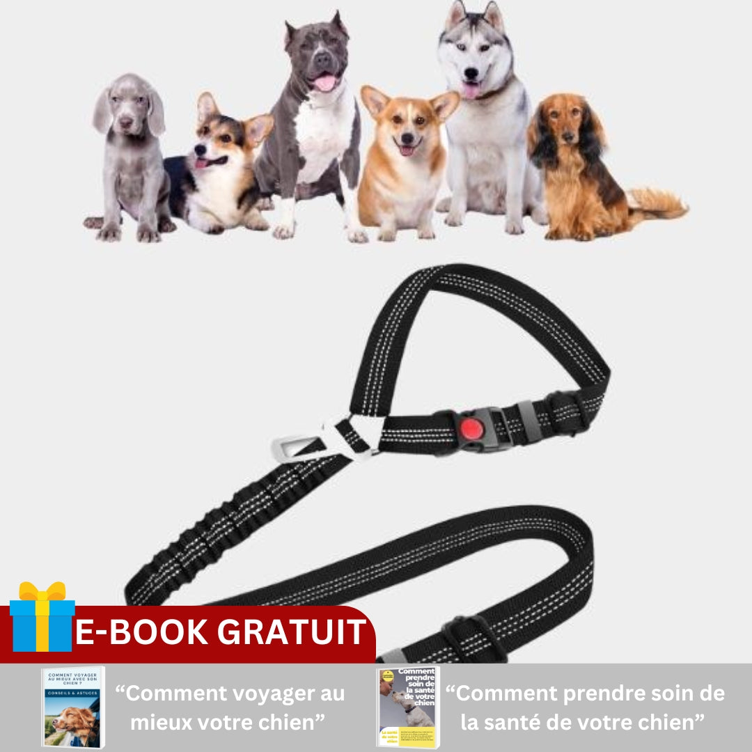 Ceinture voiture | BELTO+™