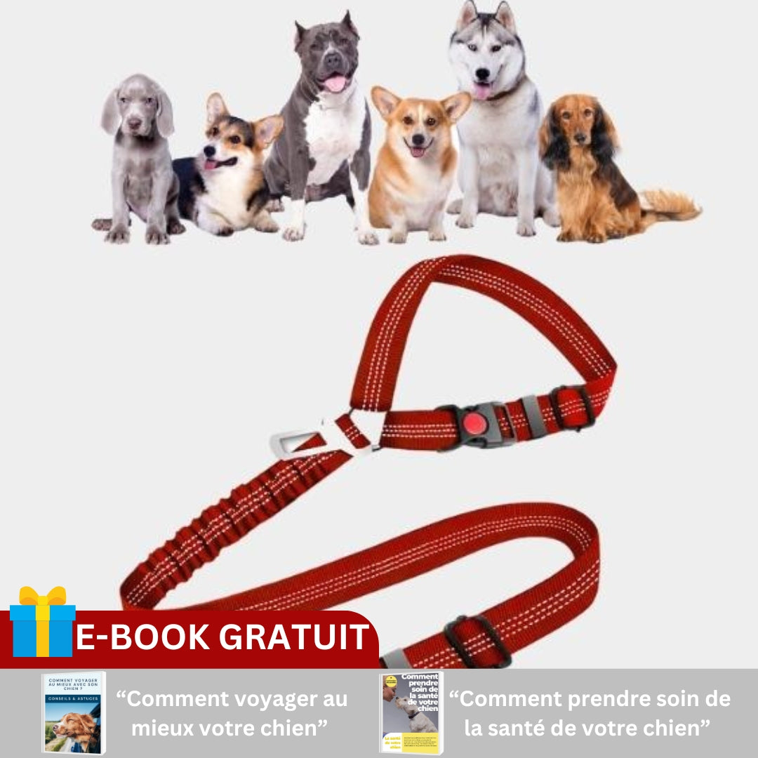 Ceinture voiture | BELTO+™