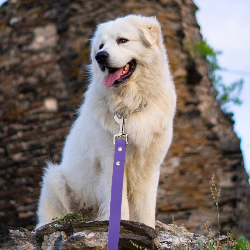 laisse-pour-chien