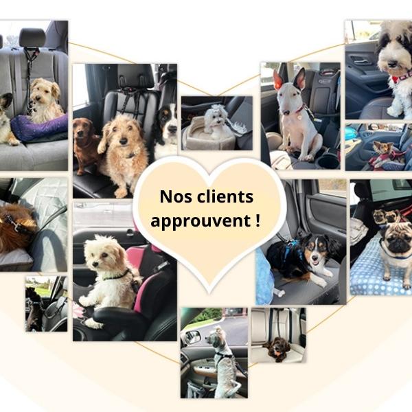 ceinture-voiture