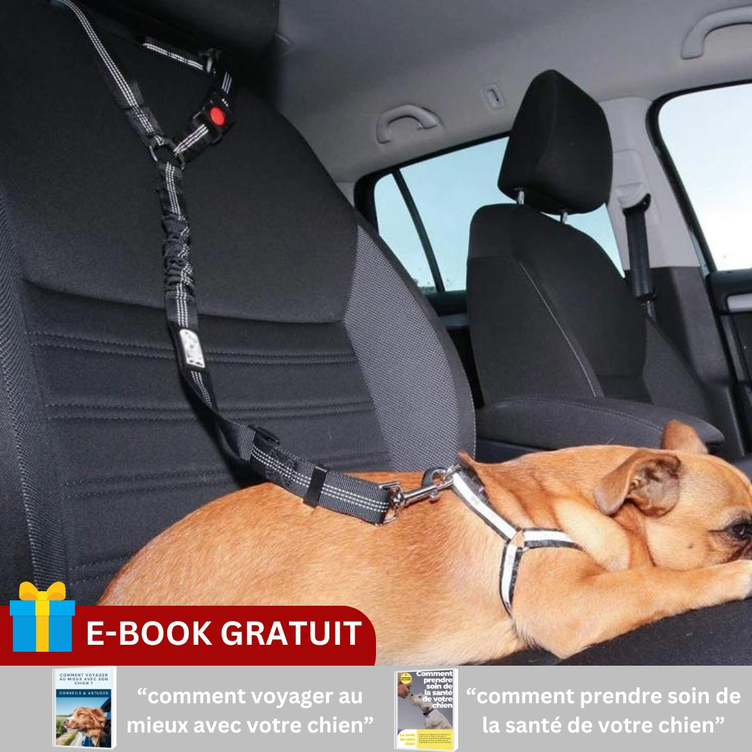 laisse-pour-chien