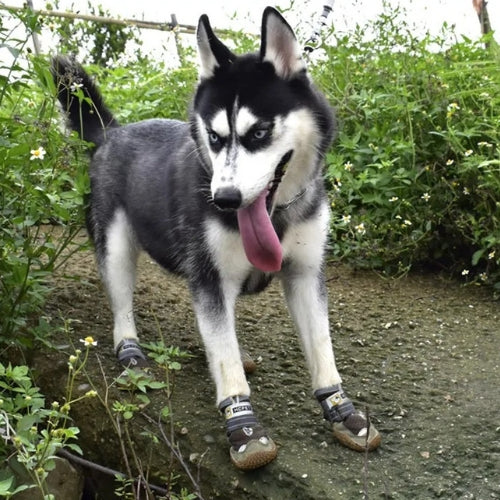 Chaussures pour chien | PODOGARDE™