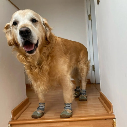 Chaussures pour chien | PODOGARDE™