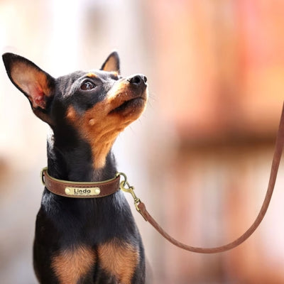 collier-pour-chien-personnalisé-en-cuir-synthétique-chihuahua