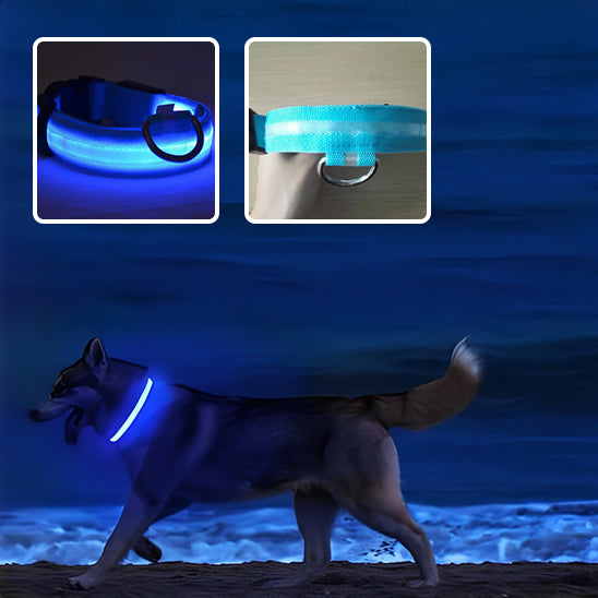 collier-pour-chien