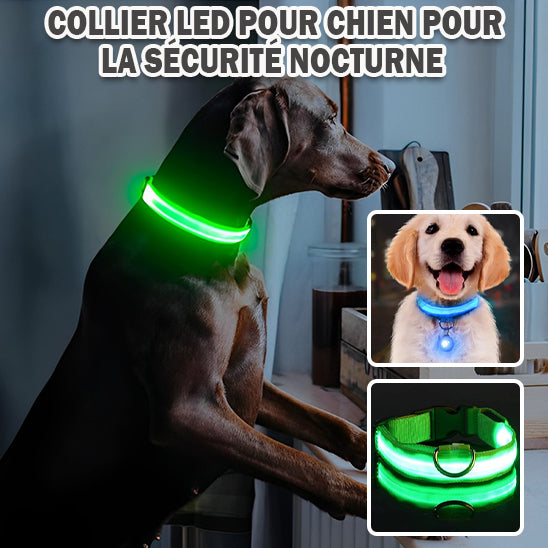 collier-pour-chien