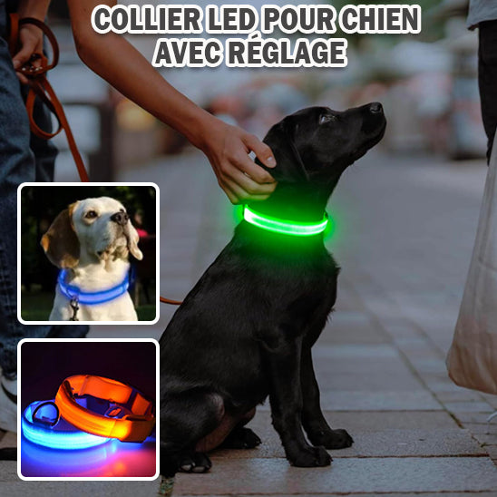collier-pour-chien