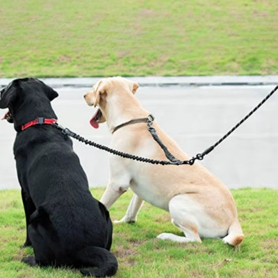 laisse-pour-chien