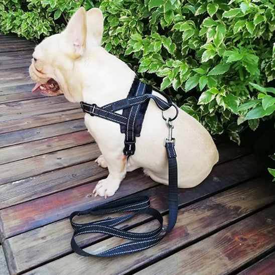 Bouledogue français crème assis sur une terrasse en bois, portant un harnais noir et une laisse assortie, entouré de verdure.