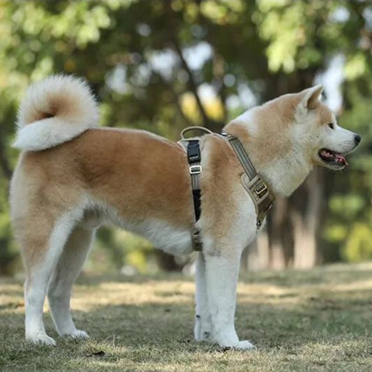 Akita Inu équipé d’un harnais kaki, vu de profil, dans un parc arboré et ensoleillé.