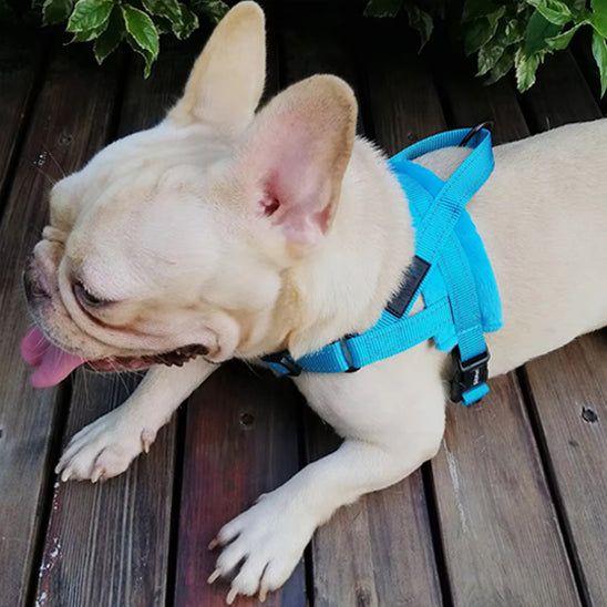 Bouledogue français crème portant un harnais bleu vif, allongé sur une terrasse en bois, langue sortie, sous des feuillages verts.