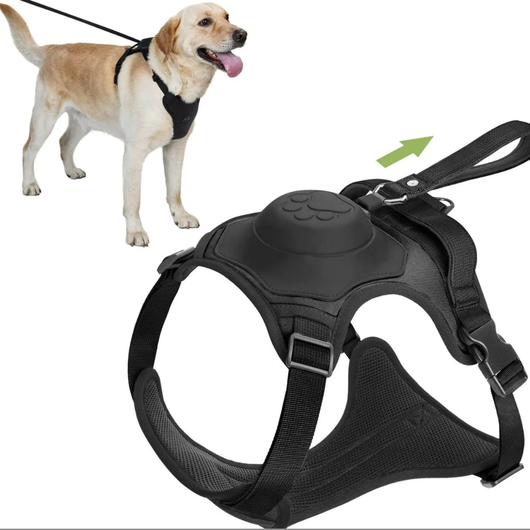 Labrador sable portant un harnais noir ergonomique avec laisse intégrée, avec vue détaillée du harnais seul sur fond blanc.
