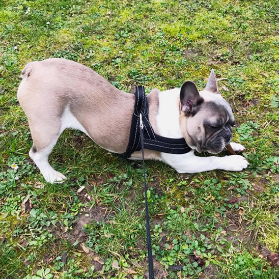 Bouledogue français beige et blanc en train de s’étirer dans l’herbe, équipé d’un harnais noir avec laisse assortie.