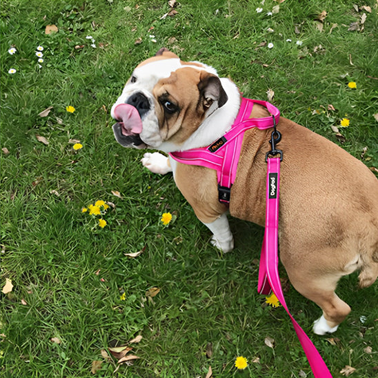 Bulldog anglais portant un harnais rose vif et une laisse assortie, debout dans l’herbe avec des fleurs jaunes.