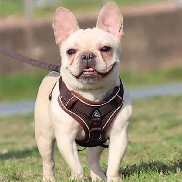 Harnais pour chien | PUPSAFE™