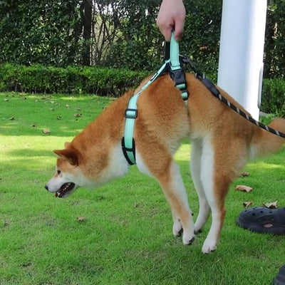 Harnais pour chien | Confort-H™
