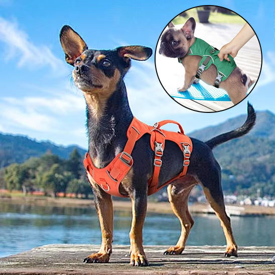 harnais-pour-chien
