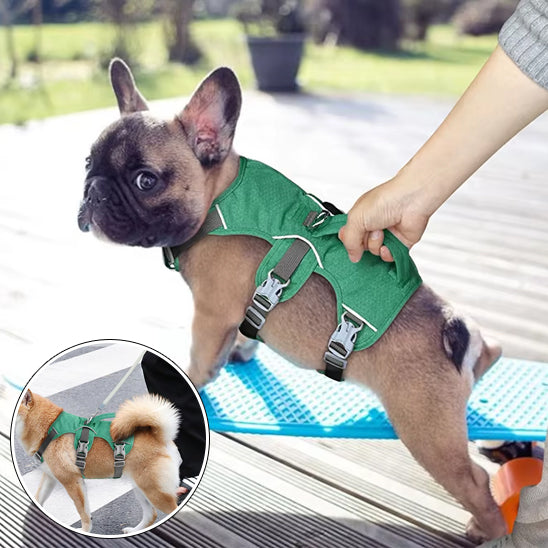 harnais-pour-chien