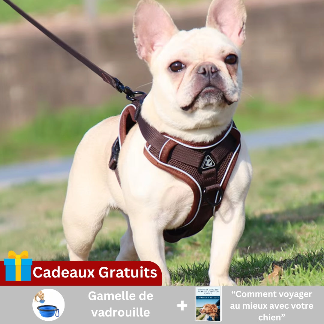 harnais-pour-chien