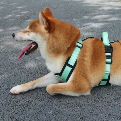 Harnais pour chien | Confort-H™