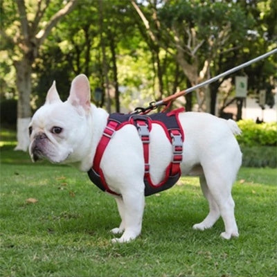 harnais-pour-chien