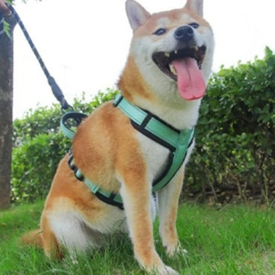 harnais-pour-chien
