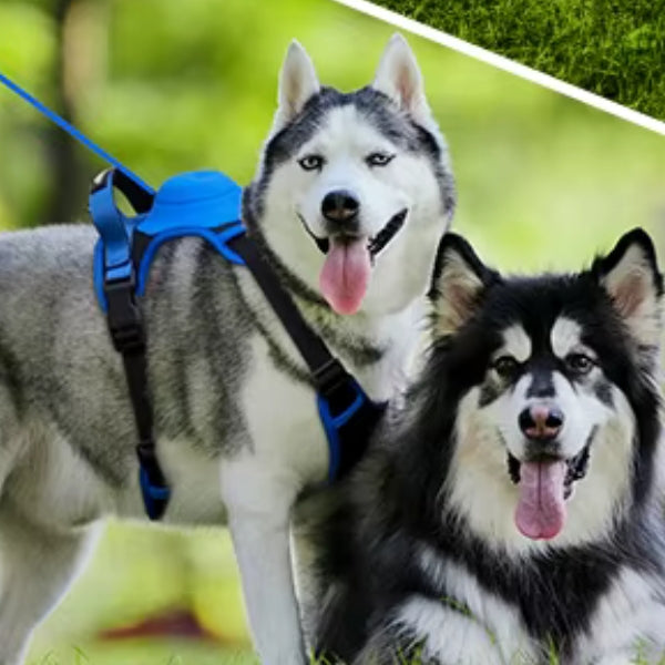 Deux chiens nordiques, Husky gris et chien noir et blanc, souriants dans un parc, le Husky portant un harnais bleu connecté à une laisse.