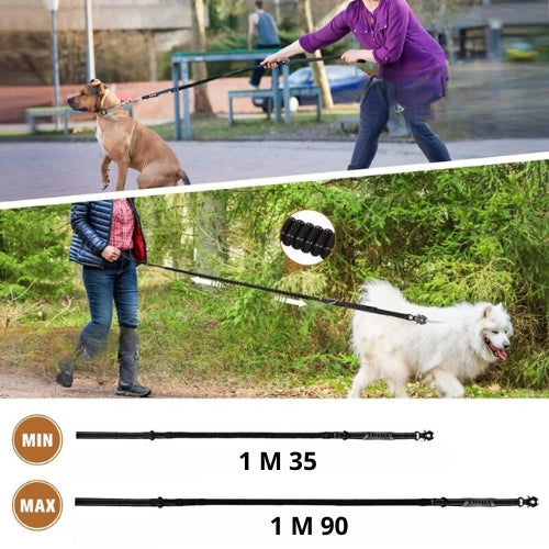 une-laisse-pour-chien