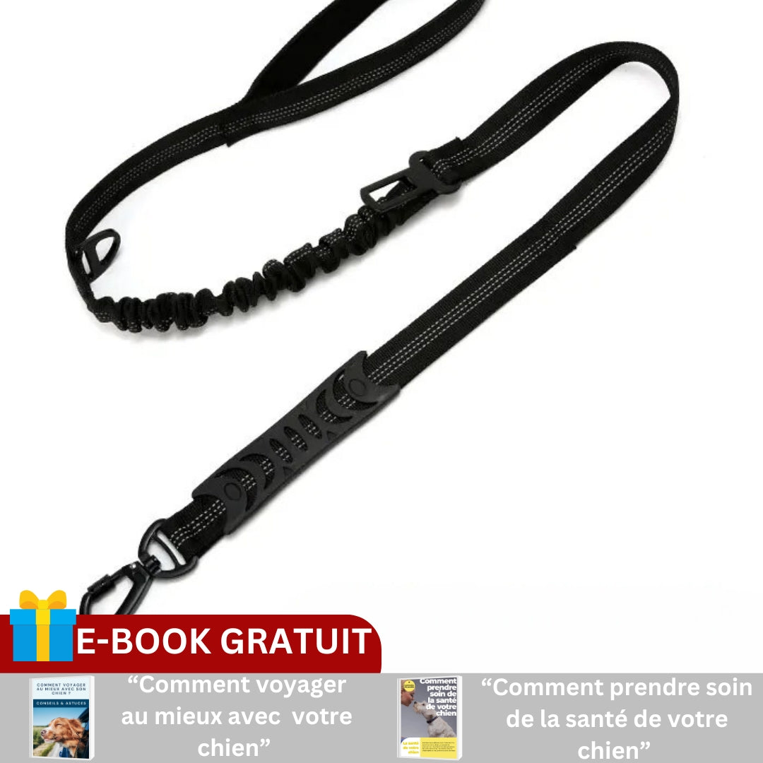 Laisse pour chien | SECURIFLEX™