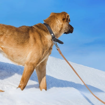 laisse-pour-chien