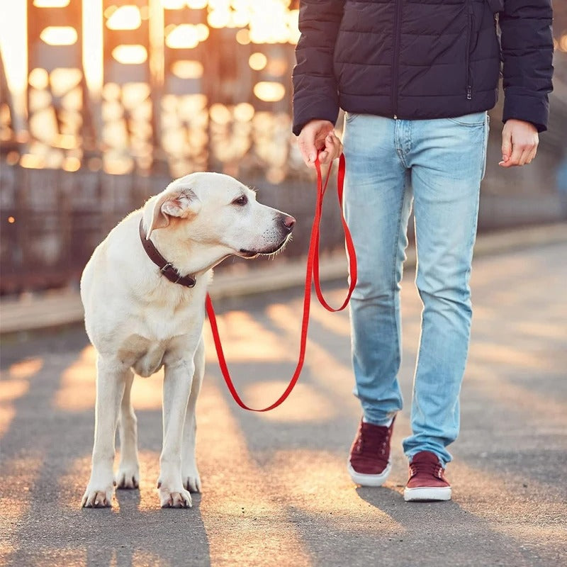 laisse-pour-chien