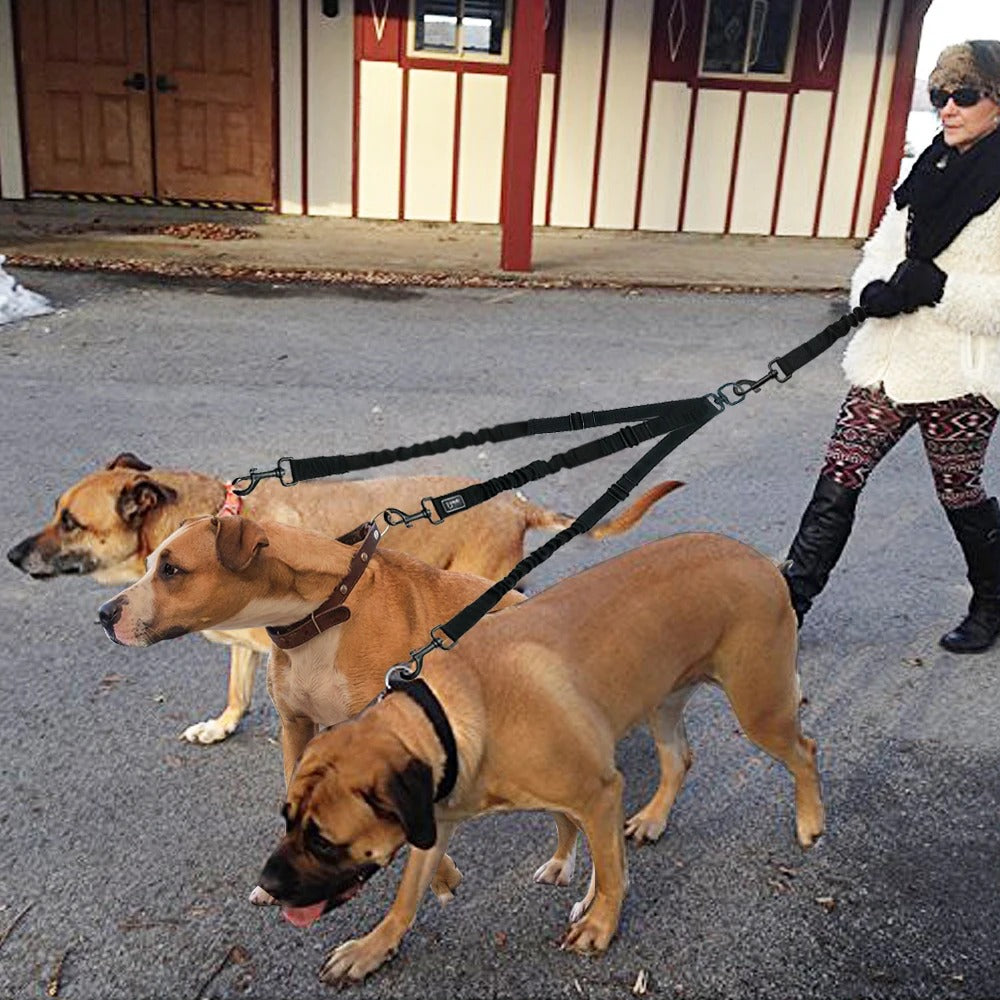 promenade-de-trois-chiens-en-meme-temps