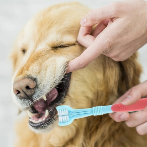 brosse-a-dent-pour-chien