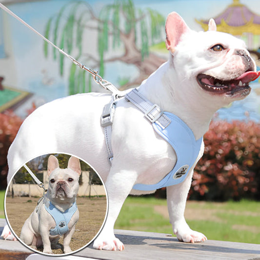 Bouledogue français blanc équipé d’un harnais bleu clair RUNLINE, en promenade au parc. »

