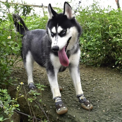 Chaussure pour chien | PODOGARDE™