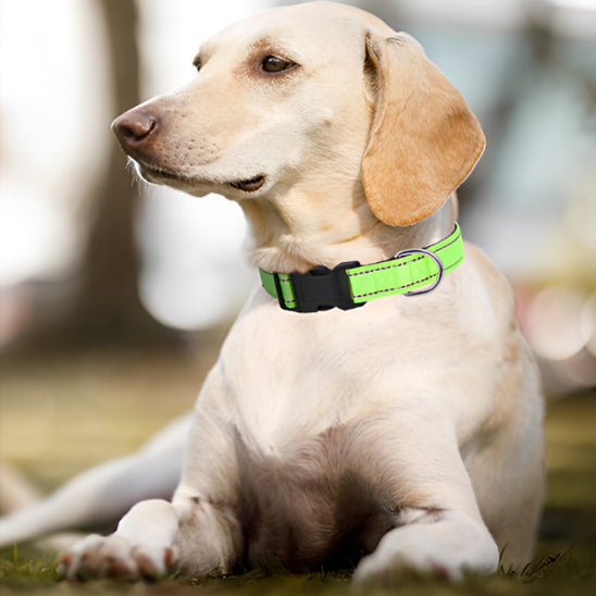 collier-pour-chien; 