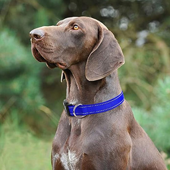 collier-pour-chien; 