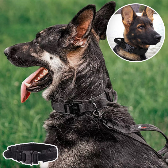 Collier pour chien | SENTINELLE™