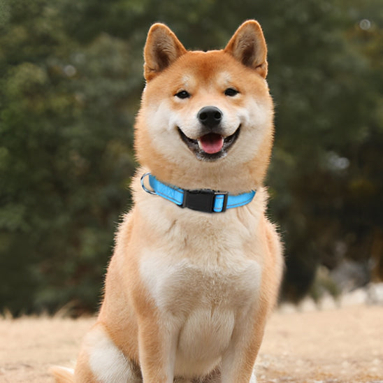 collier-pour-chien; 