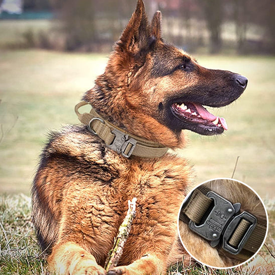 Collier pour chien | SENTINELLE™