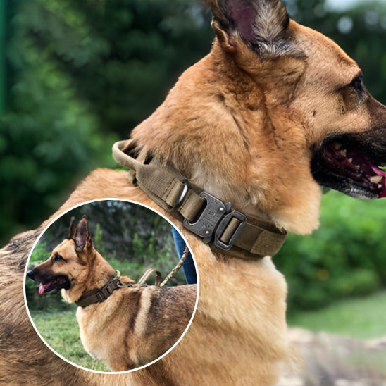 Collier pour chien | SENTINELLE™