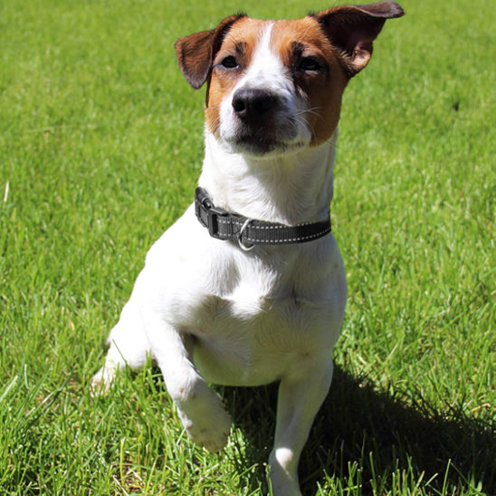 collier-pour-chien; 