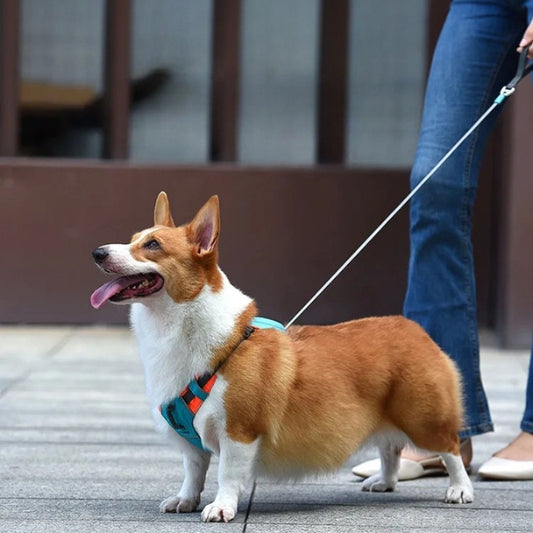 Corgi en promenade urbaine, tenu en laisse par une personne, portant un harnais bleu turquoise et regardant attentivement devant lui.

