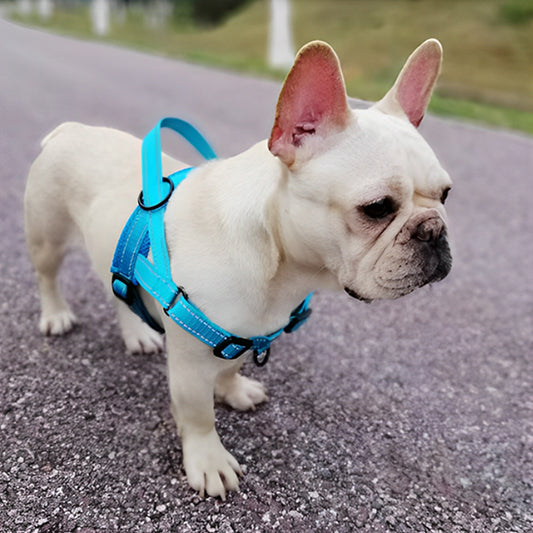 Bouledogue français blanc debout sur une route, équipé d’un harnais bleu clair adapté aux promenades.
