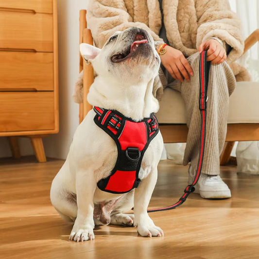 Bouledogue français assis, portant un harnais rouge et noir assorti à la laisse, à côté de son maître dans un salon cosy.