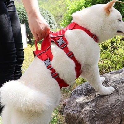 harnais pour chien Poignée de contrôle