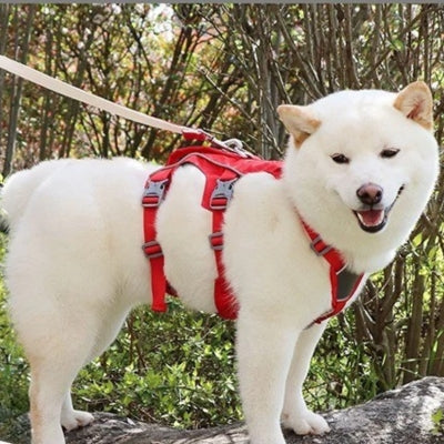 harnais pour chien Y