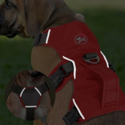 harnais pour chien visible la nuit