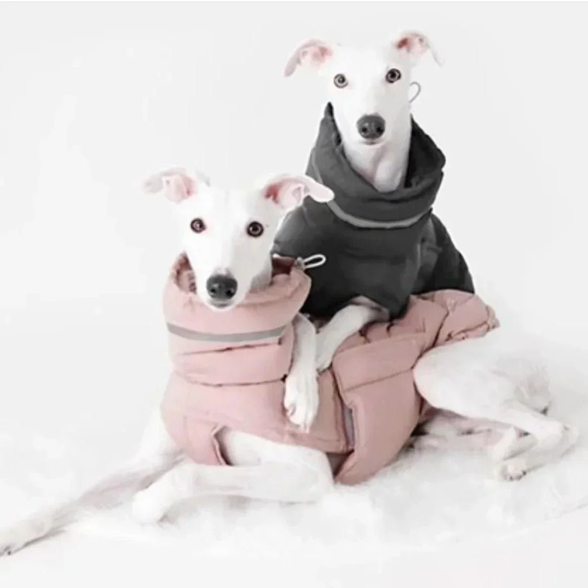 Manteau pour chien | DOGWARM™