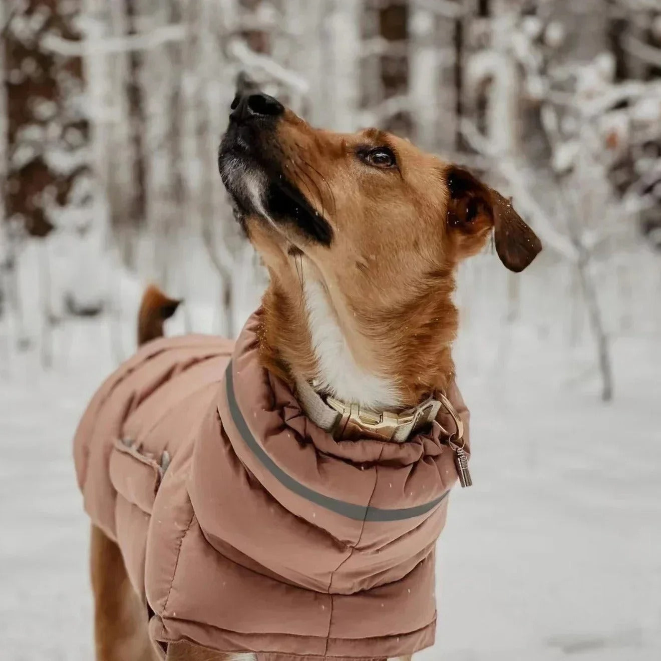 Manteau pour chien | DOGWARM™